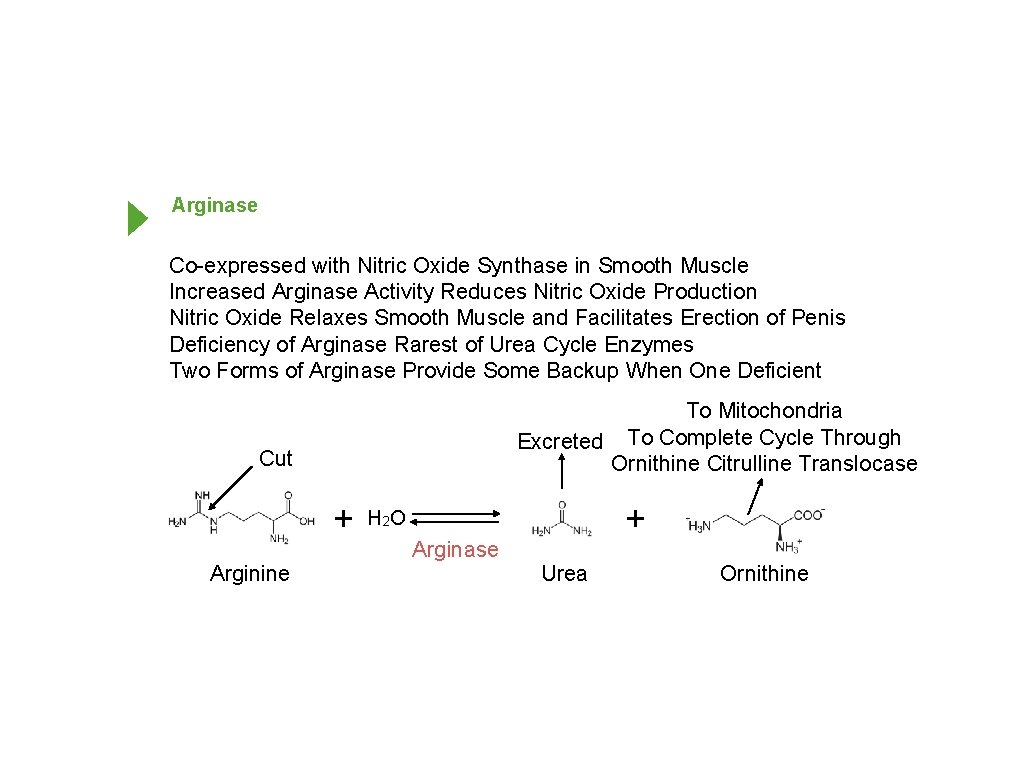 Arginase Co-expressed with Nitric Oxide Synthase in Smooth Muscle Increased Arginase Activity Reduces Nitric