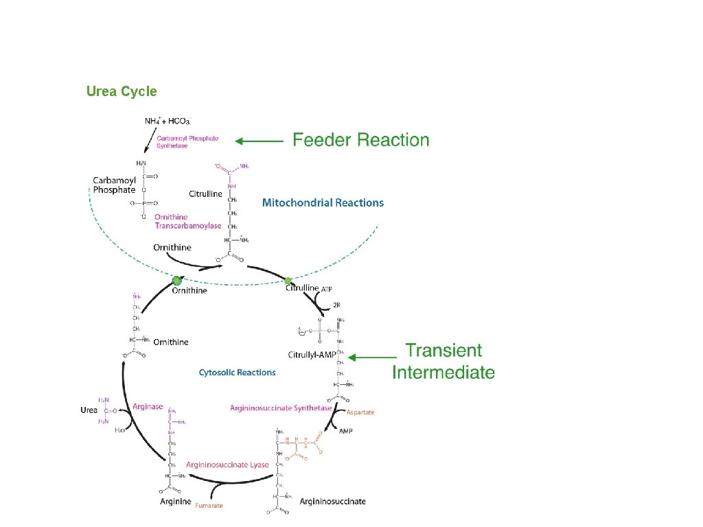 Urea Cycle 