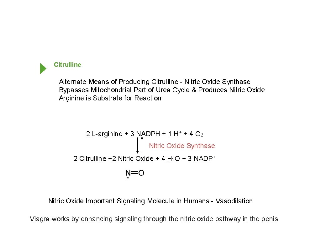 Citrulline Alternate Means of Producing Citrulline - Nitric Oxide Synthase Bypasses Mitochondrial Part of