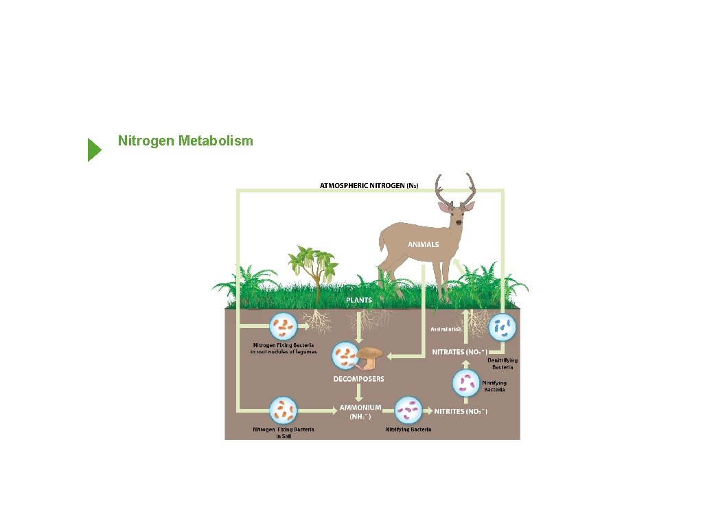 Nitrogen Metabolism 