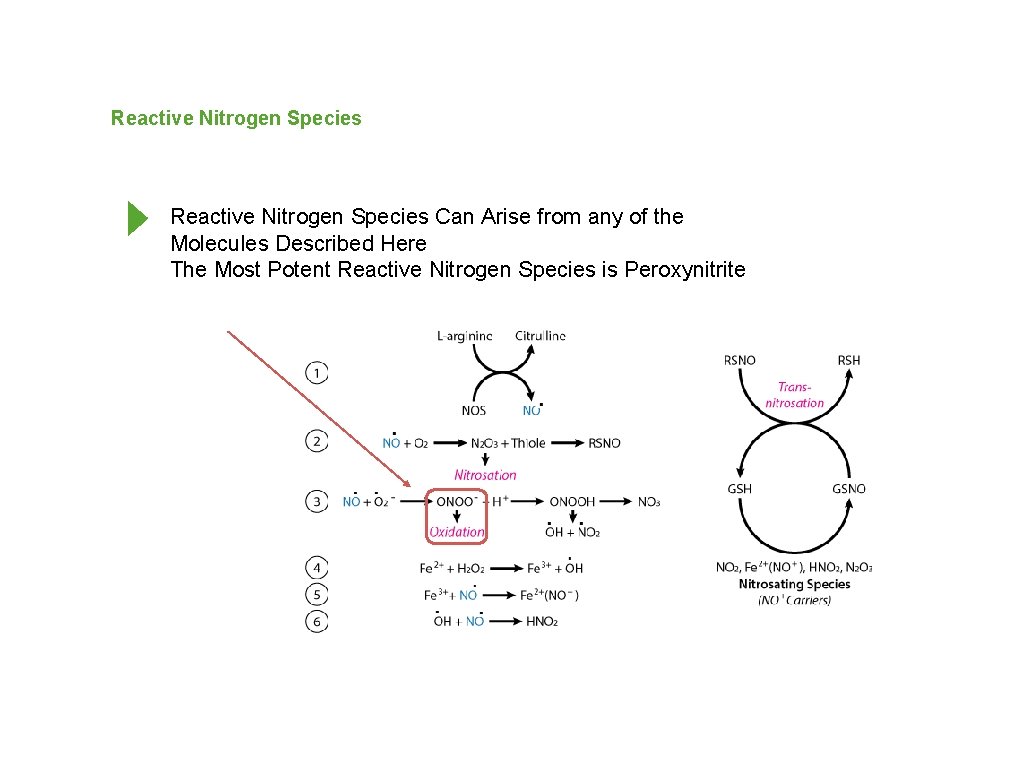 Reactive Nitrogen Species Can Arise from any of the Molecules Described Here The Most