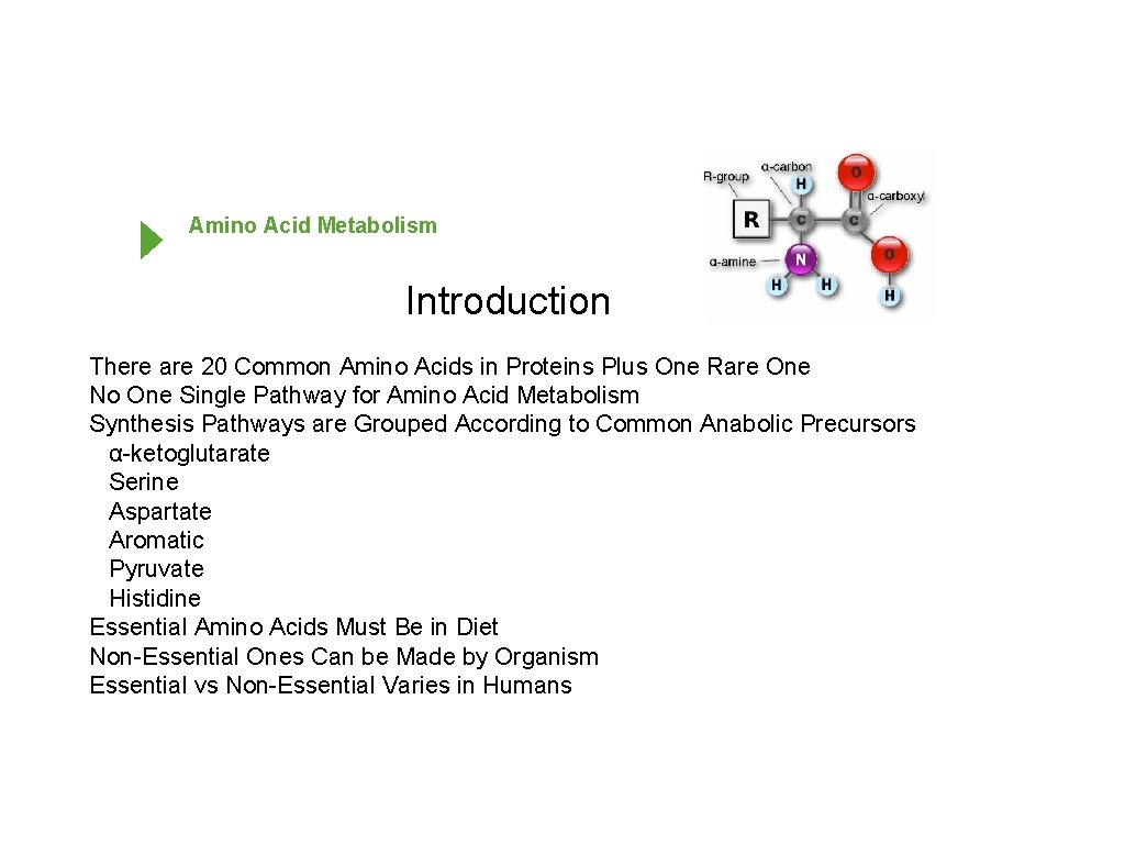 Amino Acid Metabolism Introduction There are 20 Common Amino Acids in Proteins Plus One
