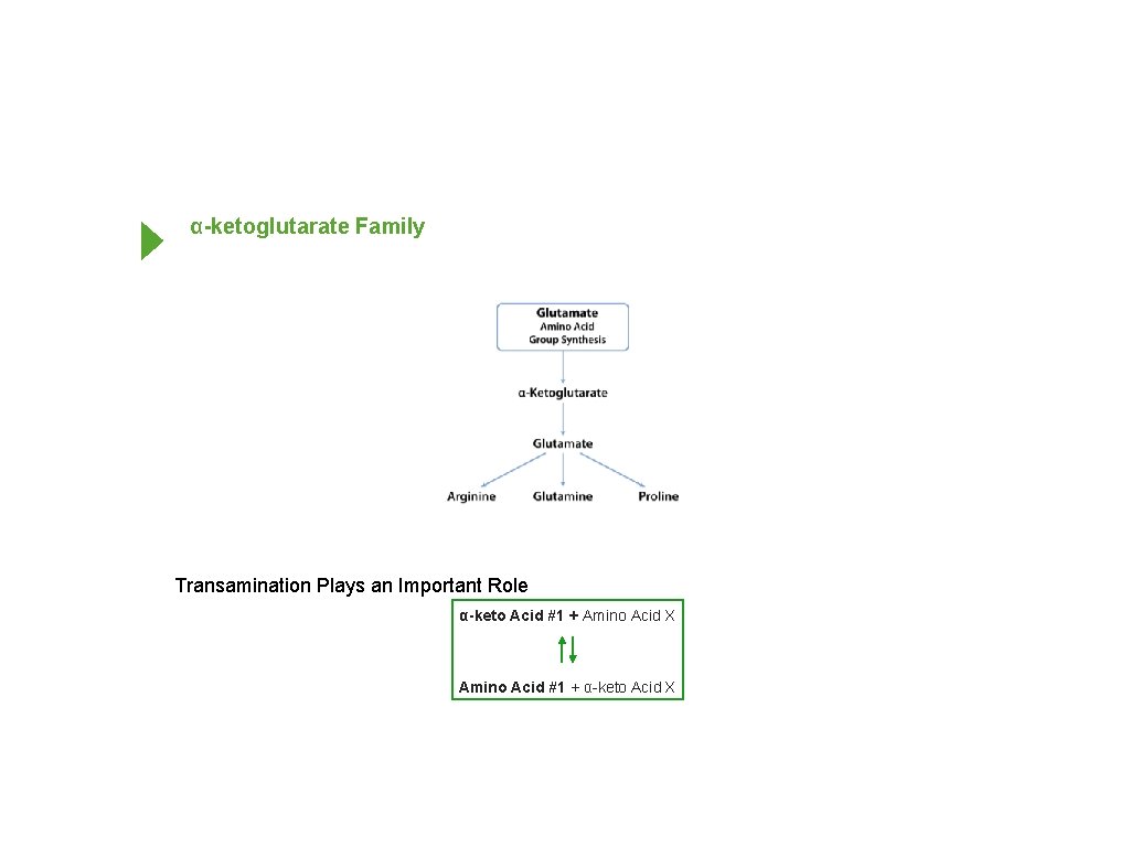 α-ketoglutarate Family Transamination Plays an Important Role α-keto Acid #1 + Amino Acid X