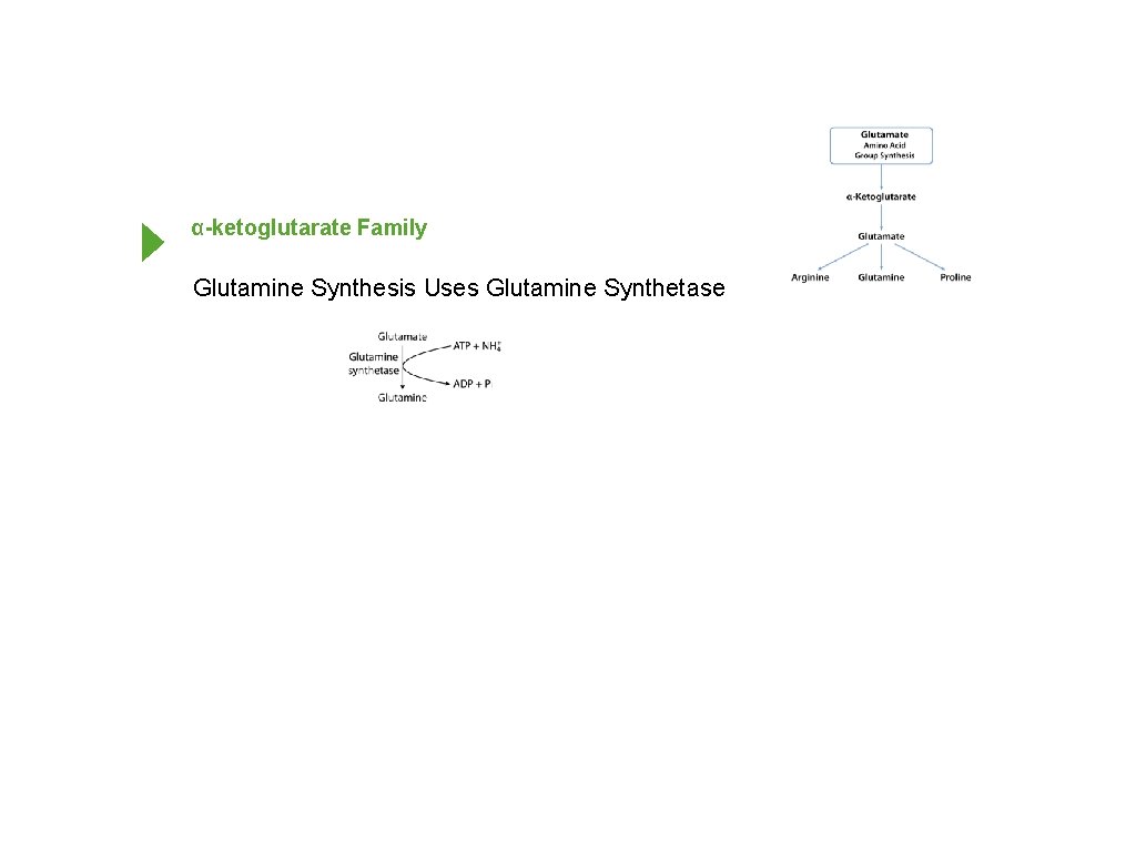 α-ketoglutarate Family Glutamine Synthesis Uses Glutamine Synthetase 