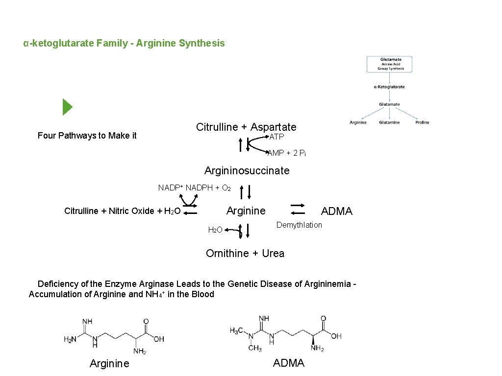 α-ketoglutarate Family - Arginine Synthesis Citrulline + Aspartate Four Pathways to Make it ATP