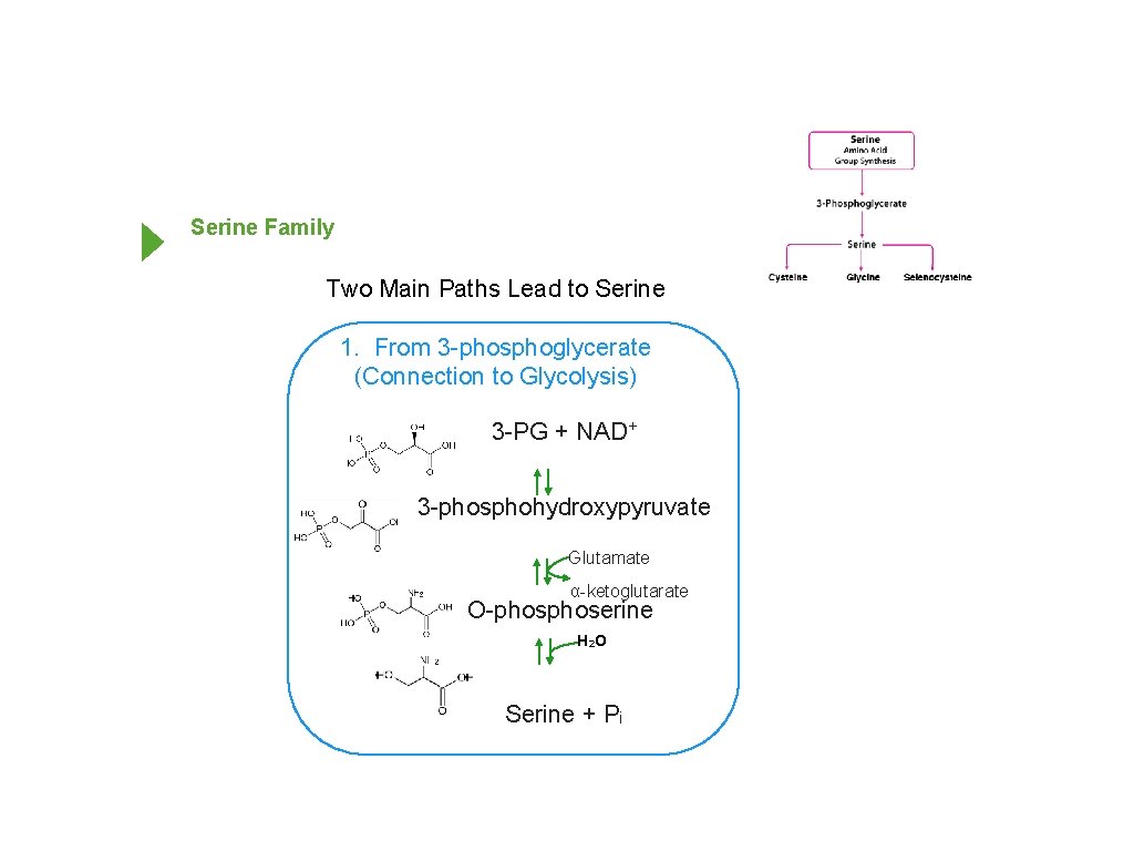 Serine Family Two Main Paths Lead to Serine 1. From 3 -phosphoglycerate (Connection to