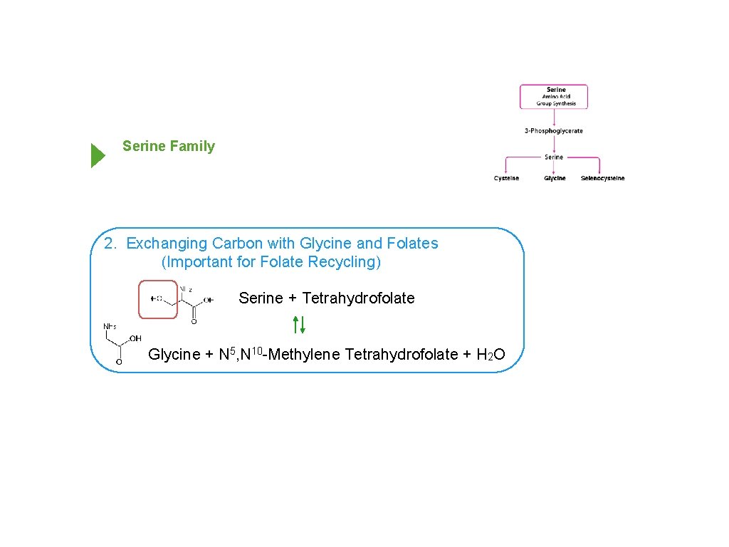 Serine Family 2. Exchanging Carbon with Glycine and Folates (Important for Folate Recycling) Serine