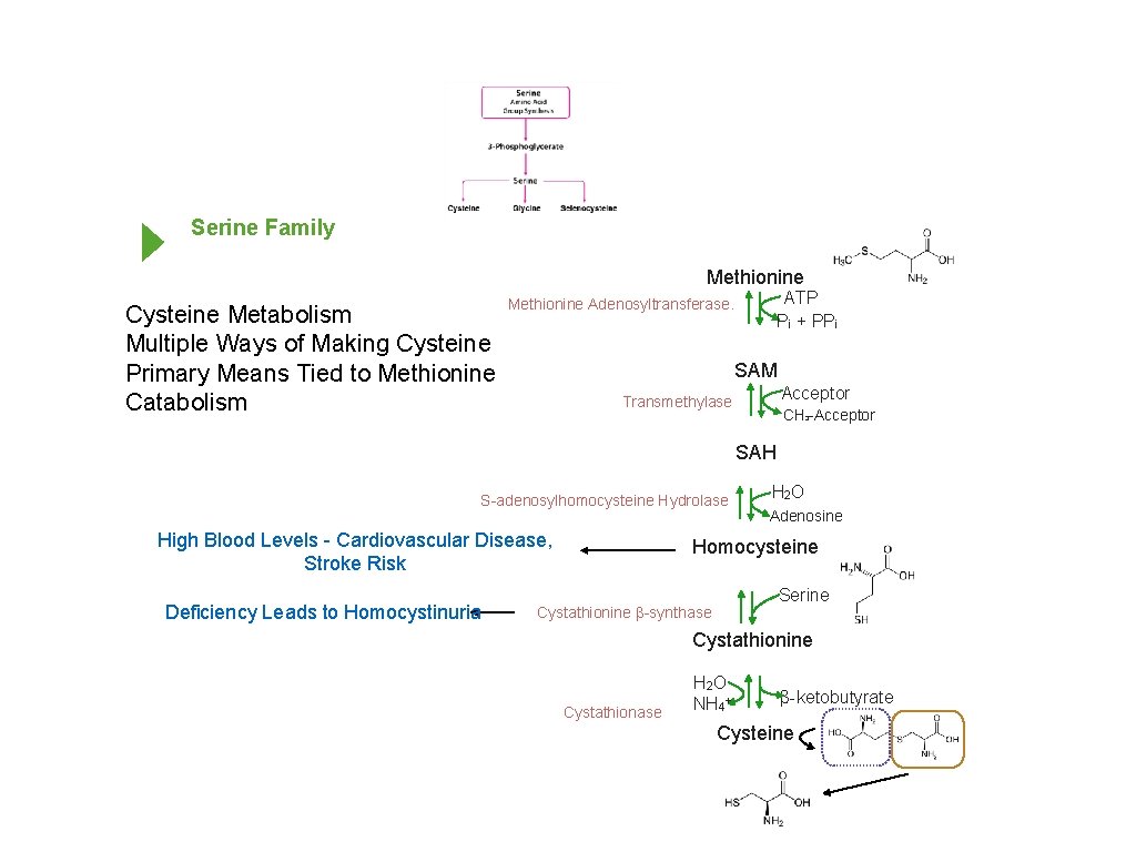 Serine Family Methionine Cysteine Metabolism Multiple Ways of Making Cysteine Primary Means Tied to
