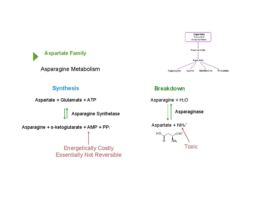 Aspartate Family Asparagine Metabolism Synthesis Breakdown Aspartate + Glutamate + ATP Asparagine + H