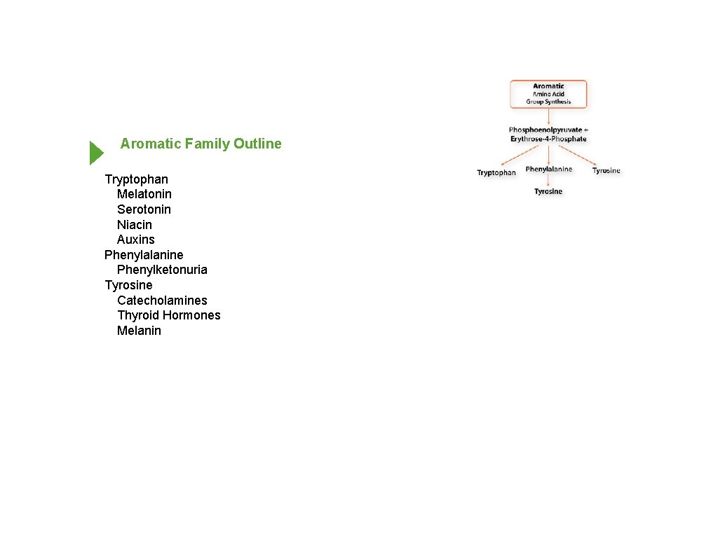 Aromatic Family Outline Tryptophan Melatonin Serotonin Niacin Auxins Phenylalanine Phenylketonuria Tyrosine Catecholamines Thyroid Hormones