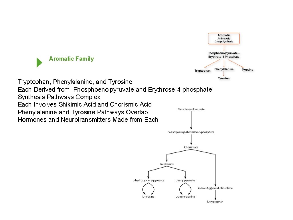 Aromatic Family Tryptophan, Phenylalanine, and Tyrosine Each Derived from Phosphoenolpyruvate and Erythrose-4 -phosphate Synthesis
