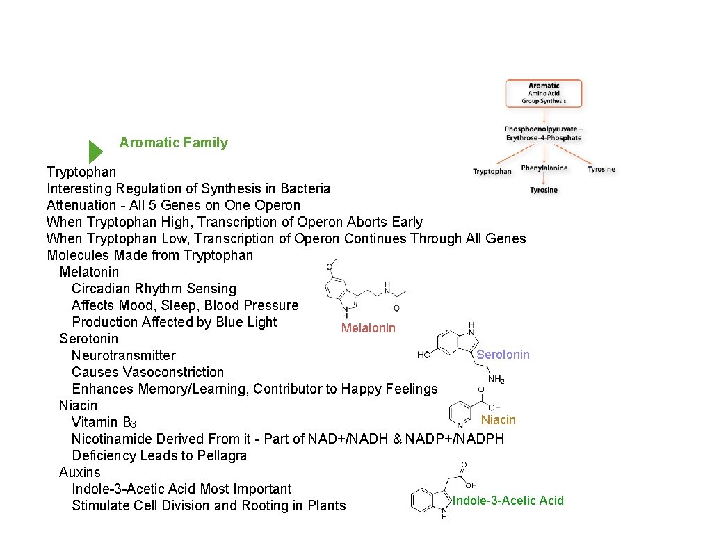 Aromatic Family Tryptophan Interesting Regulation of Synthesis in Bacteria Attenuation - All 5 Genes