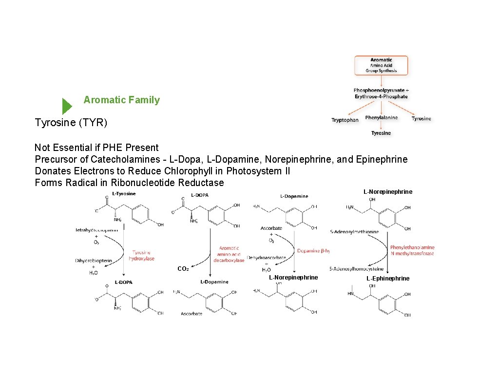 Aromatic Family Tyrosine (TYR) Not Essential if PHE Present Precursor of Catecholamines - L-Dopa,