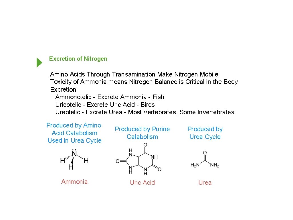 Excretion of Nitrogen Amino Acids Through Transamination Make Nitrogen Mobile Toxicity of Ammonia means