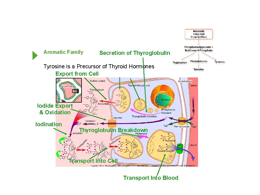 Aromatic Family Secretion of Thyroglobulin Tyrosine is a Precursor of Thyroid Hormones Export from