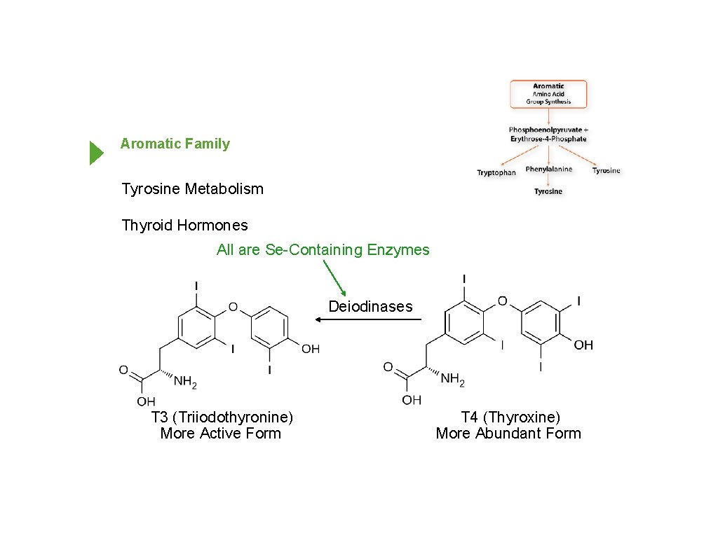 Aromatic Family Tyrosine Metabolism Thyroid Hormones All are Se-Containing Enzymes Deiodinases T 3 (Triiodothyronine)