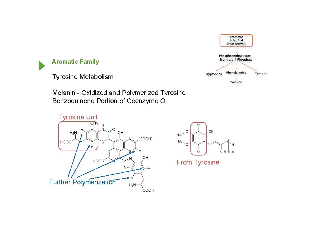 Aromatic Family Tyrosine Metabolism Melanin - Oxidized and Polymerized Tyrosine Benzoquinone Portion of Coenzyme