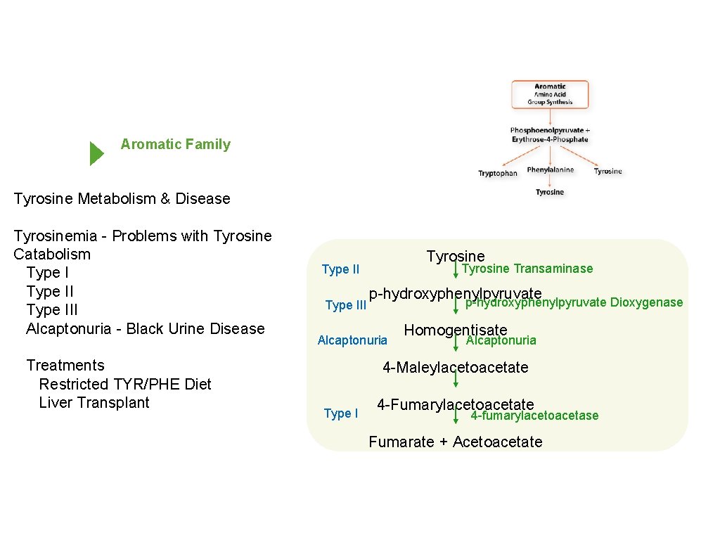 Aromatic Family Tyrosine Metabolism & Disease Tyrosinemia - Problems with Tyrosine Catabolism Type III