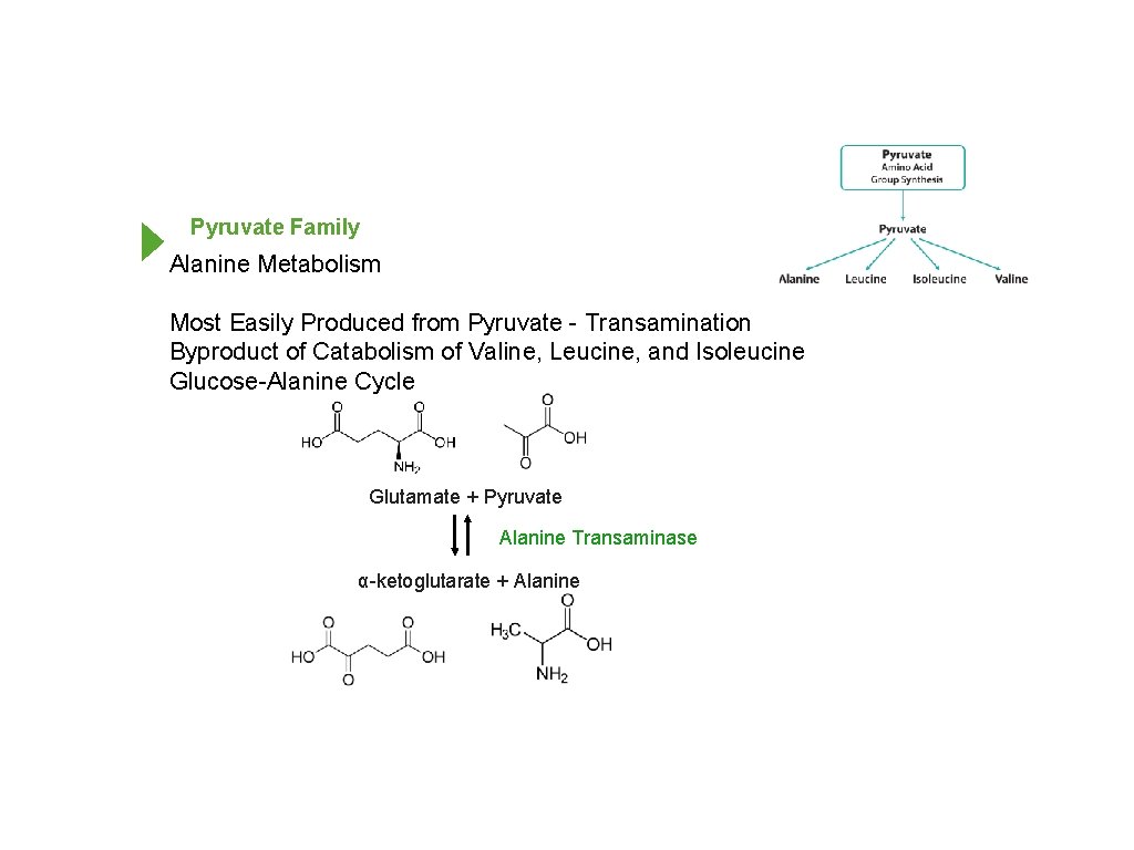 Pyruvate Family Alanine Metabolism Most Easily Produced from Pyruvate - Transamination Byproduct of Catabolism