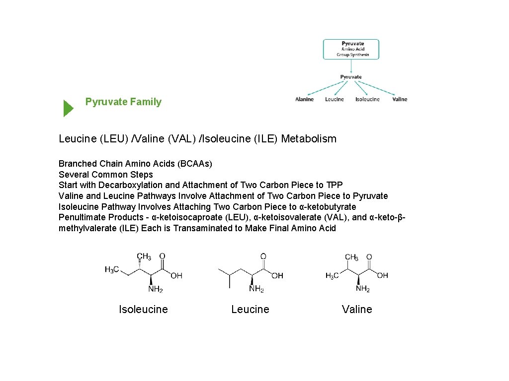 Pyruvate Family Leucine (LEU) /Valine (VAL) /Isoleucine (ILE) Metabolism Branched Chain Amino Acids (BCAAs)