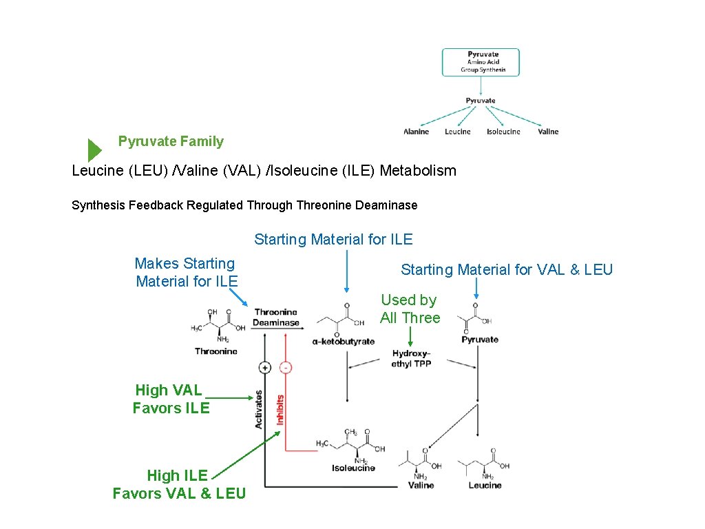 Pyruvate Family Leucine (LEU) /Valine (VAL) /Isoleucine (ILE) Metabolism Synthesis Feedback Regulated Through Threonine