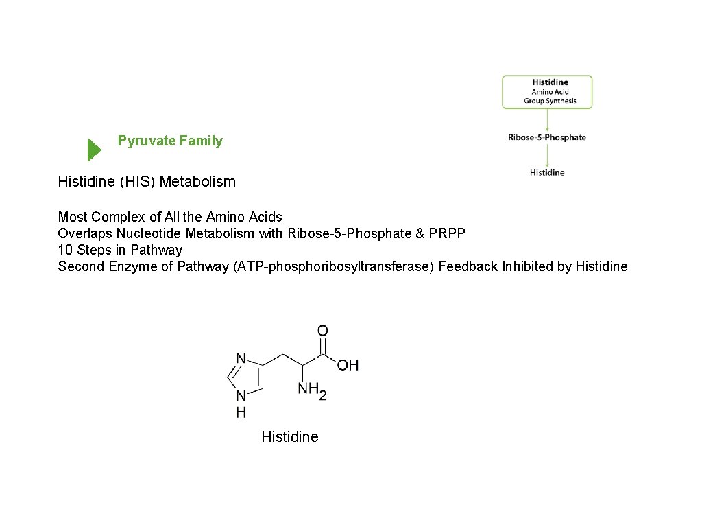 Pyruvate Family Histidine (HIS) Metabolism Most Complex of All the Amino Acids Overlaps Nucleotide