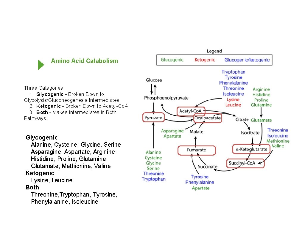 Amino Acid Catabolism Three Categories 1. Glycogenic - Broken Down to Glycolysis/Gluconeogenesis Intermediates 2.