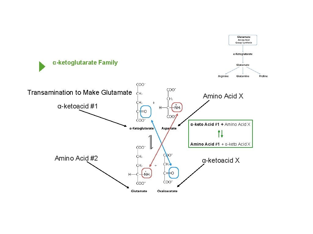 α-ketoglutarate Family Transamination to Make Glutamate Amino Acid X α-ketoacid #1 α-keto Acid #1