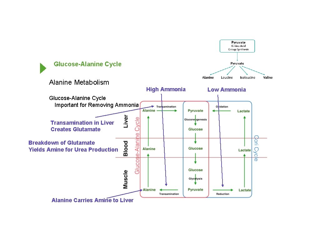 Glucose-Alanine Cycle Alanine Metabolism High Ammonia Glucose-Alanine Cycle Important for Removing Ammonia Transamination in