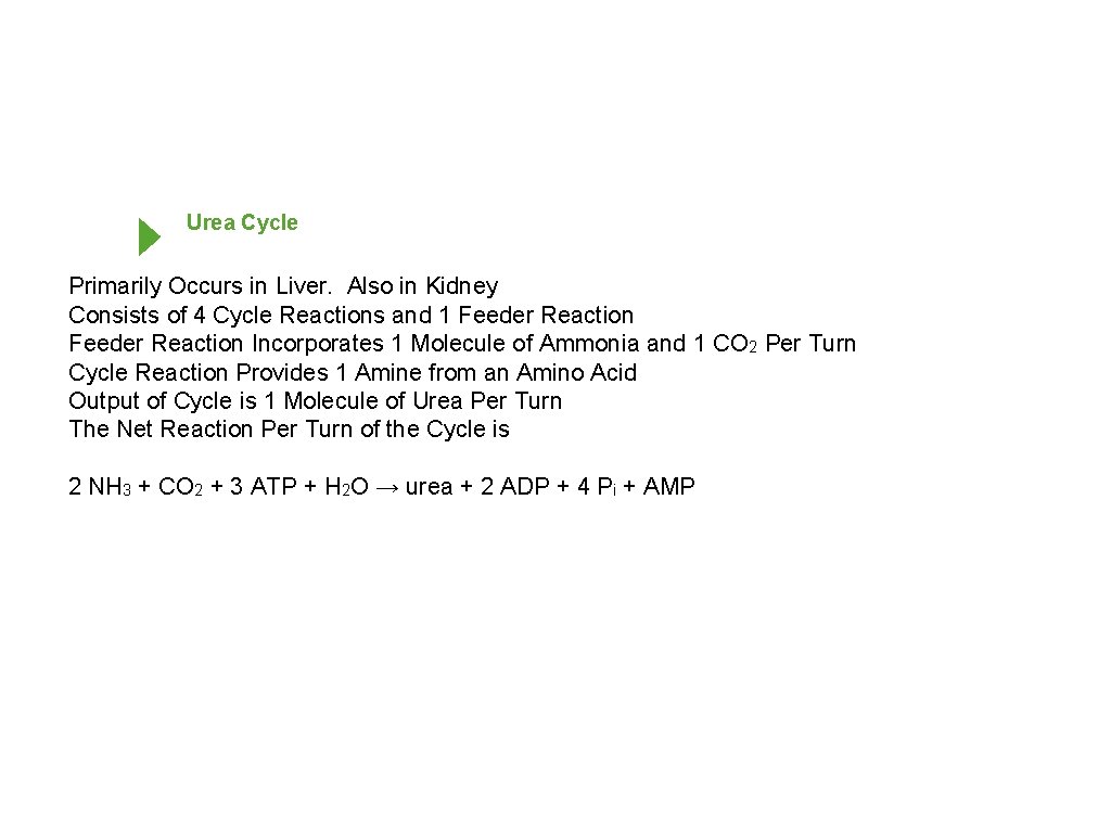 Urea Cycle Primarily Occurs in Liver. Also in Kidney Consists of 4 Cycle Reactions