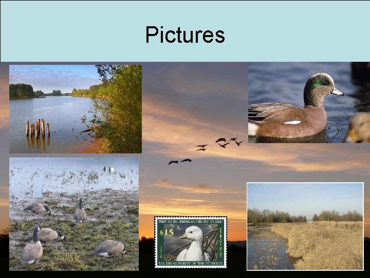 Pictures 