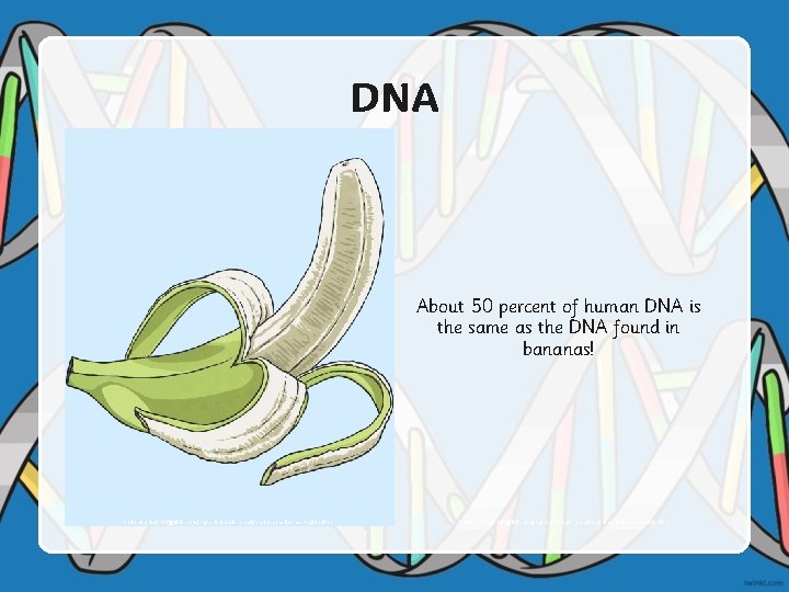DNA About 50 percent of human DNA is the same as the DNA found