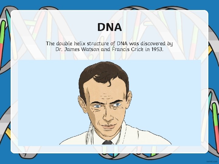 DNA The double helix structure of DNA was discovered by Dr. James Watson and