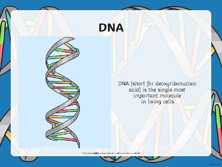 DNA (short for deoxyribonucleic acid) is the single most important molecule in living cells.