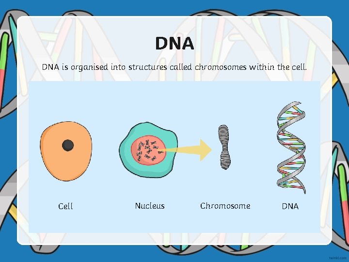 DNA is organised into structures called chromosomes within the cell. Cell Nucleus Photo courtesy