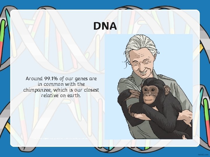 DNA Around 99. 1% of our genes are in common with the chimpanzee, which
