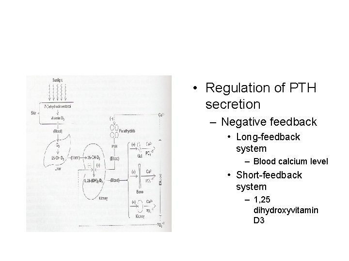  • Regulation of PTH secretion – Negative feedback • Long-feedback system – Blood