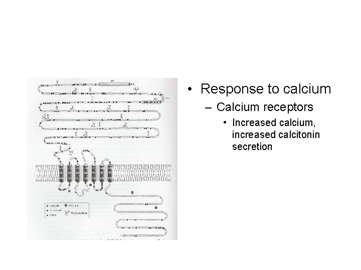  • Response to calcium – Calcium receptors • Increased calcium, increased calcitonin secretion