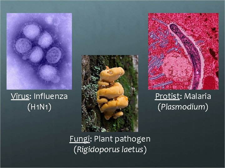 Virus: Influenza (H 1 N 1) Protist: Malaria (Plasmodium) Fungi: Plant pathogen (Rigidoporus laetus)