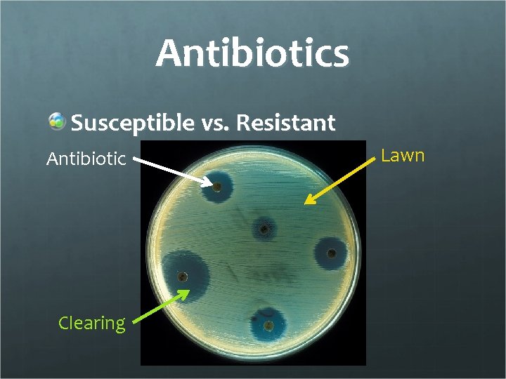 Antibiotics Susceptible vs. Resistant Antibiotic Clearing Lawn 