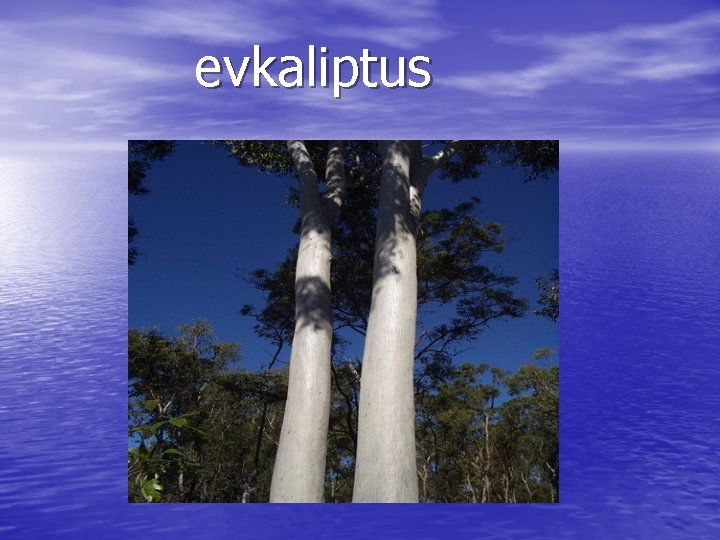 evkaliptus 