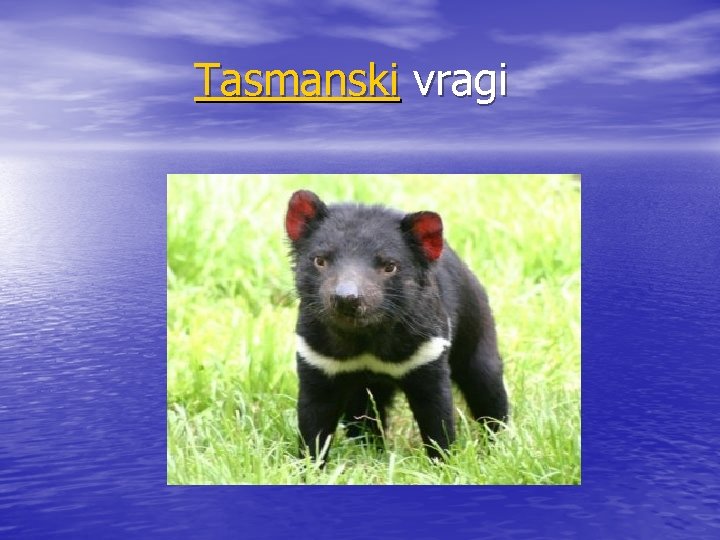 Tasmanski vragi 