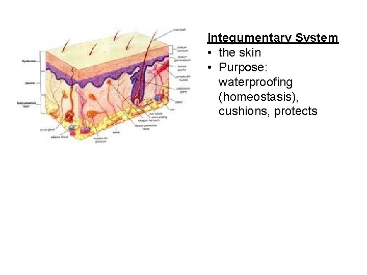 Integumentary System • the skin • Purpose: waterproofing (homeostasis), cushions, protects 