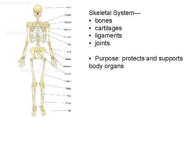 Skeletal System— • bones • cartilages • ligaments • joints. • Purpose: protects and