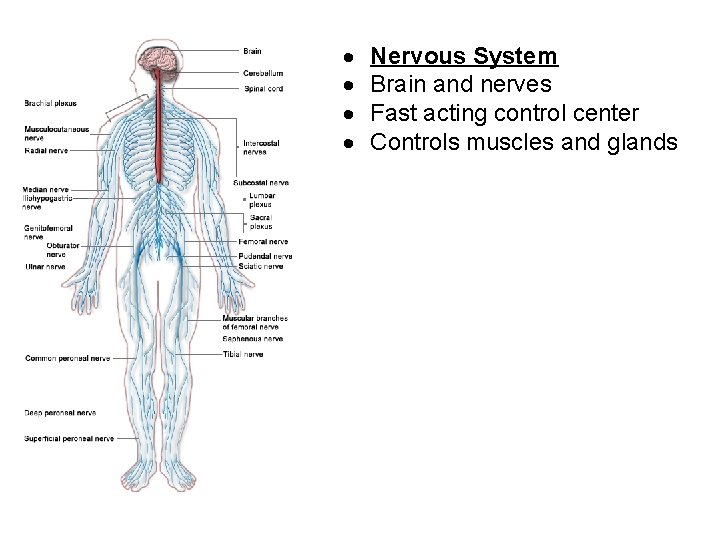  Nervous System Brain and nerves Fast acting control center Controls muscles and glands