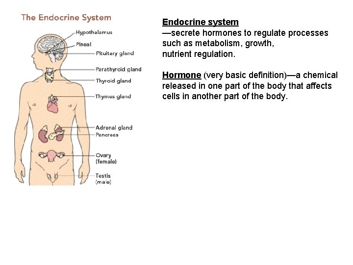 Endocrine system —secrete hormones to regulate processes such as metabolism, growth, nutrient regulation. Hormone