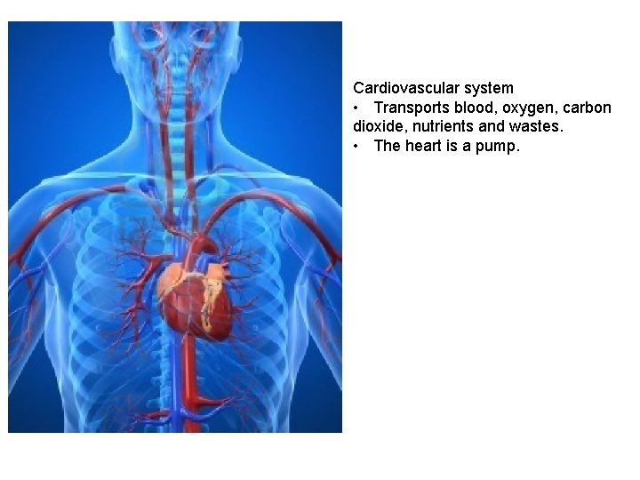 Cardiovascular system • Transports blood, oxygen, carbon dioxide, nutrients and wastes. • The heart