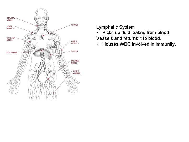 Lymphatic System • Picks up fluid leaked from blood Vessels and returns it to