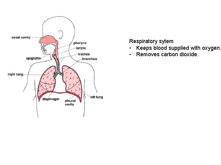 Respiratory sytem • Keeps blood supplied with oxygen. • Removes carbon dioxide. 