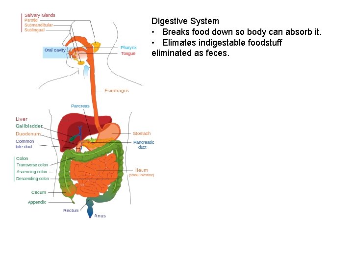 Digestive System • Breaks food down so body can absorb it. • Elimates indigestable